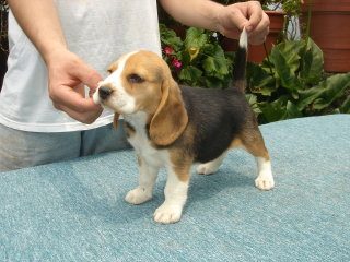 Cachorro beagle tricolor en pose de exhibición