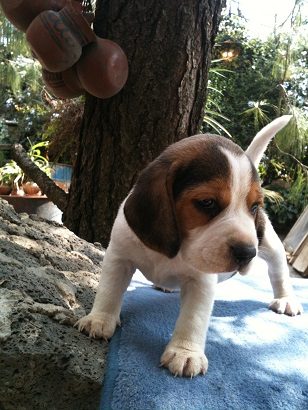 Cachorro beagle explorando sobre una roca