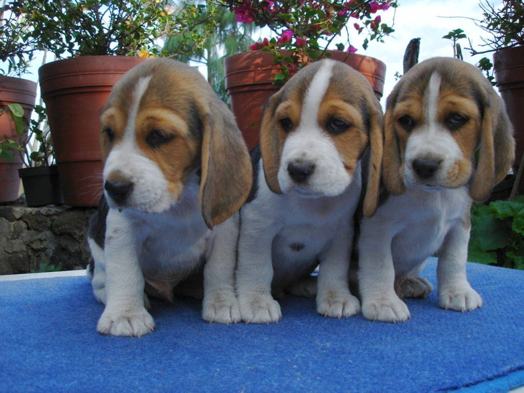 Tres cachorros beagle tricolor en el set azul del criadero