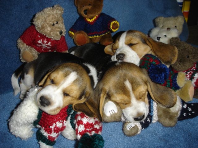Cachorros beagle dormidos entre peluches