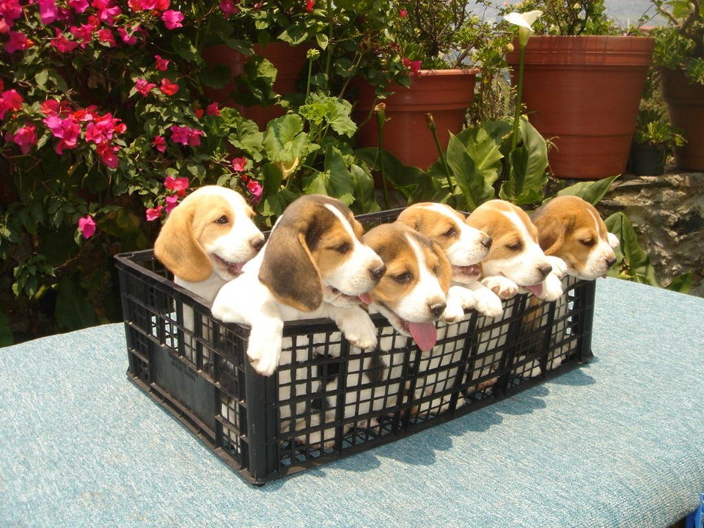Camada de seis cachorros beagle