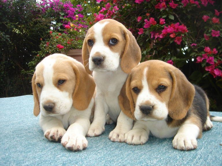Tres cachorros beagle frente a bugambilias