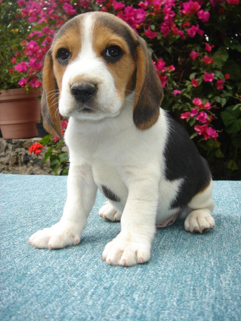 Cachorro beagle tricolor sentado sobre el tapete azul del criadero