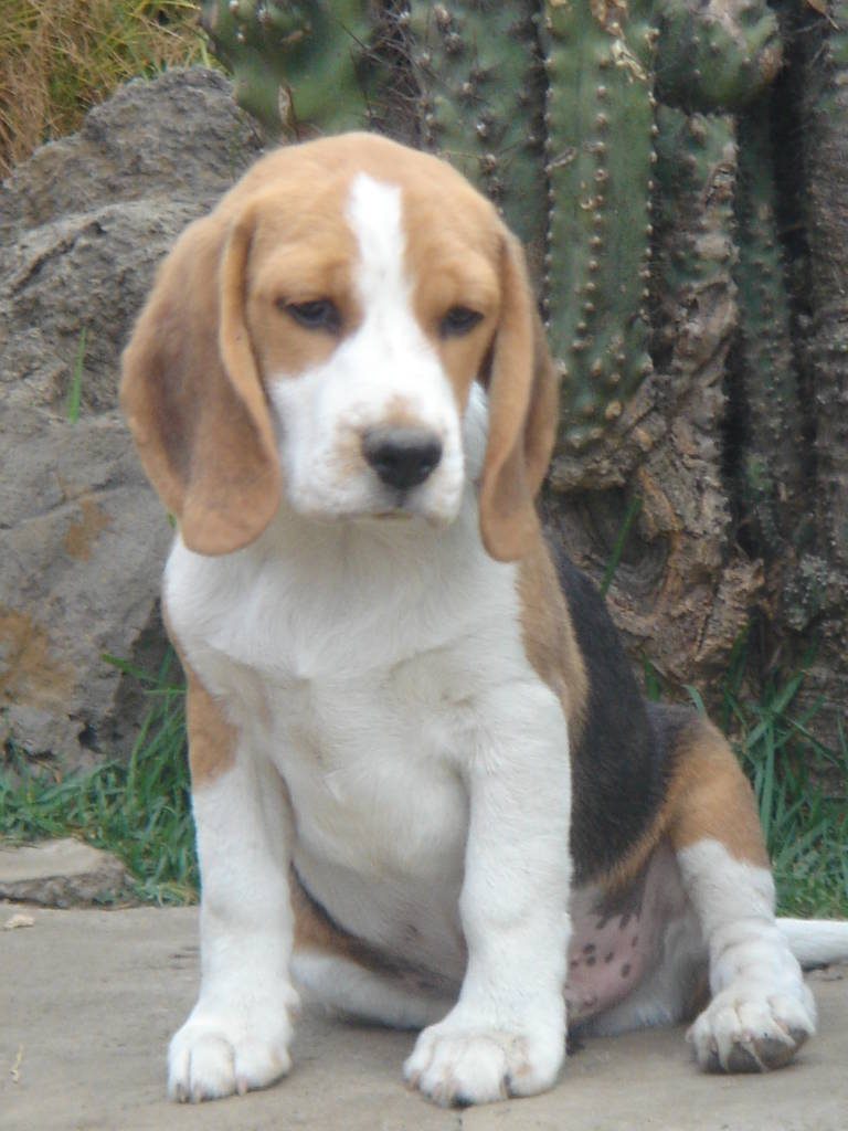 Hembra tricolor del criadero Perros Beagles