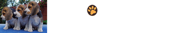 Perros Beagles — Cachorros y Pensión