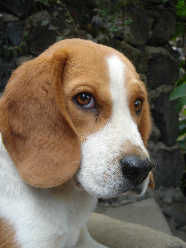 Retrato de un beagle adulto
