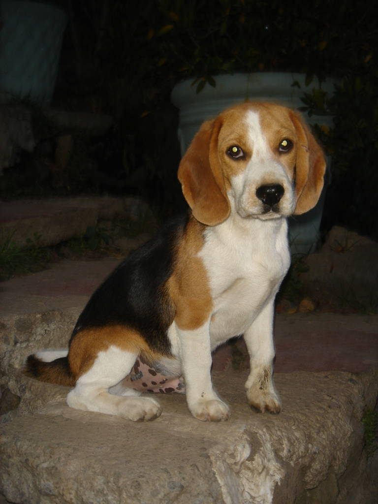 Macho tricolor del criadero Perros Beagles