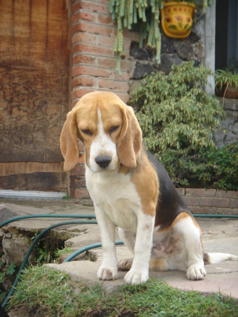 Macho tricolor del criadero Perros Beagles