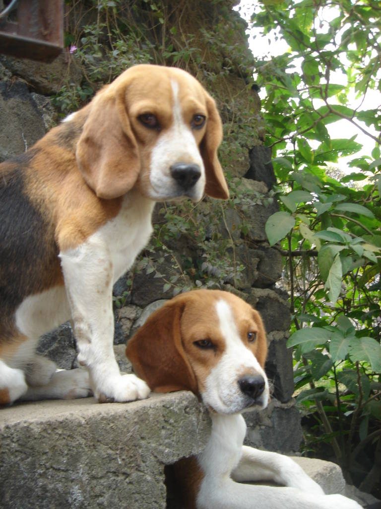 Pareja de cría del criadero Perros Beagles