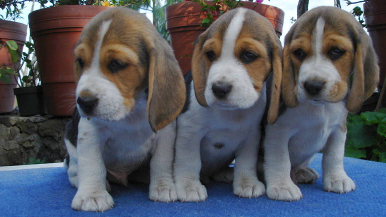 Cachorros Beagles